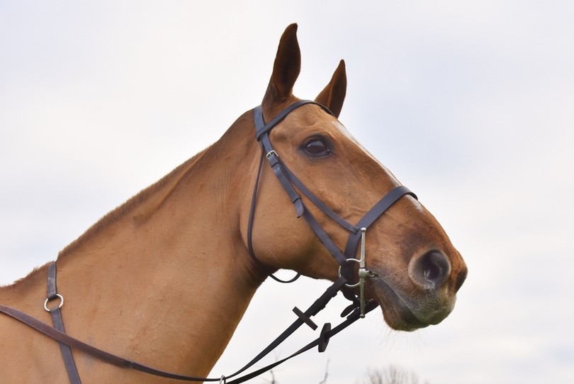 Chestnut Horse Against Grey Sky