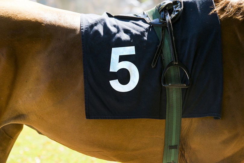 Horse with Number 5 Saddle Cloth
