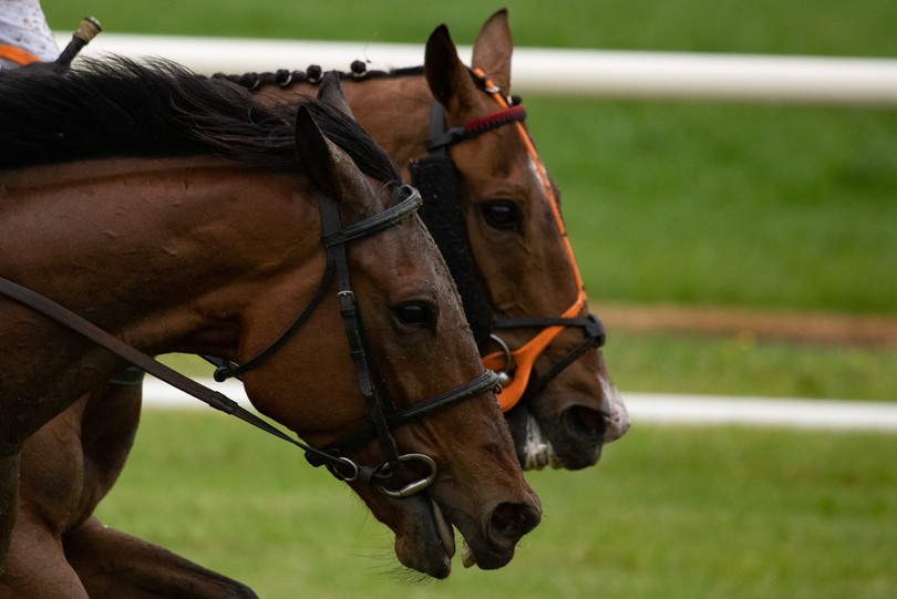 Two Horses Racing Head to Head