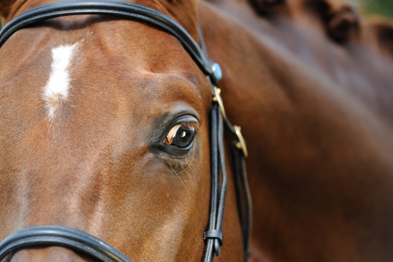 Close Up Portrait of Bay Horse with Bridle