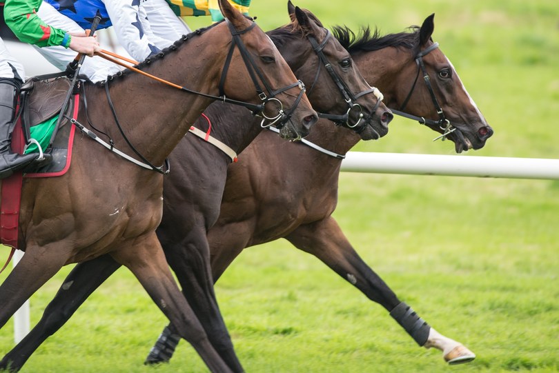 Profile of Three Horses During Race