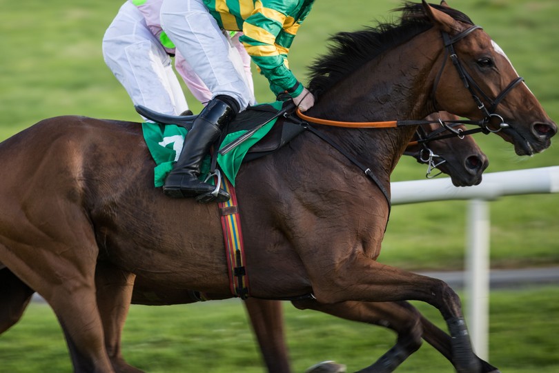 Bay JP McManus Owned Horse with White Blaze
