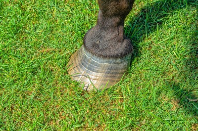 Horse Hoof Close Up on Grass