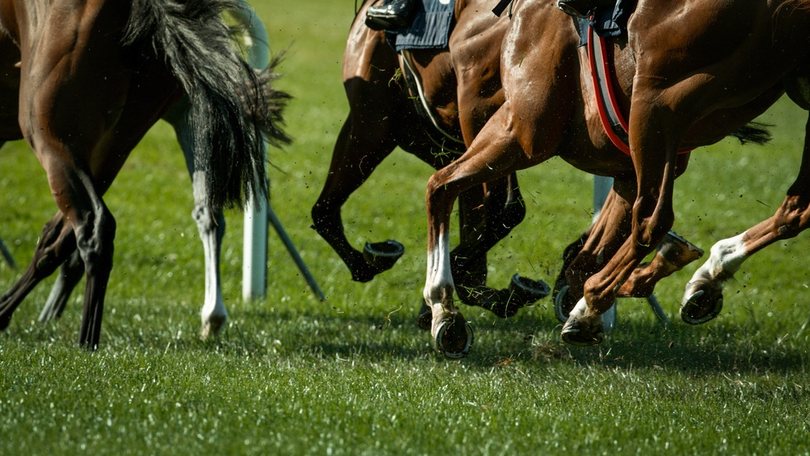 Legs of Horses During Turf Race