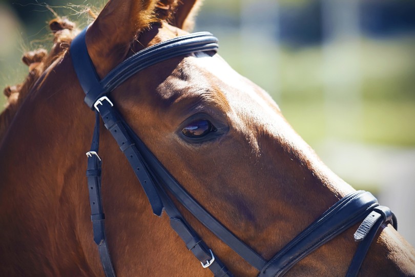 Portrait of Bay Horse Wearing Bridle