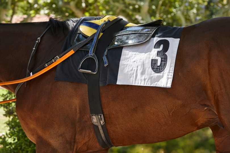 Racehorse with Number 3 Saddle Cloth