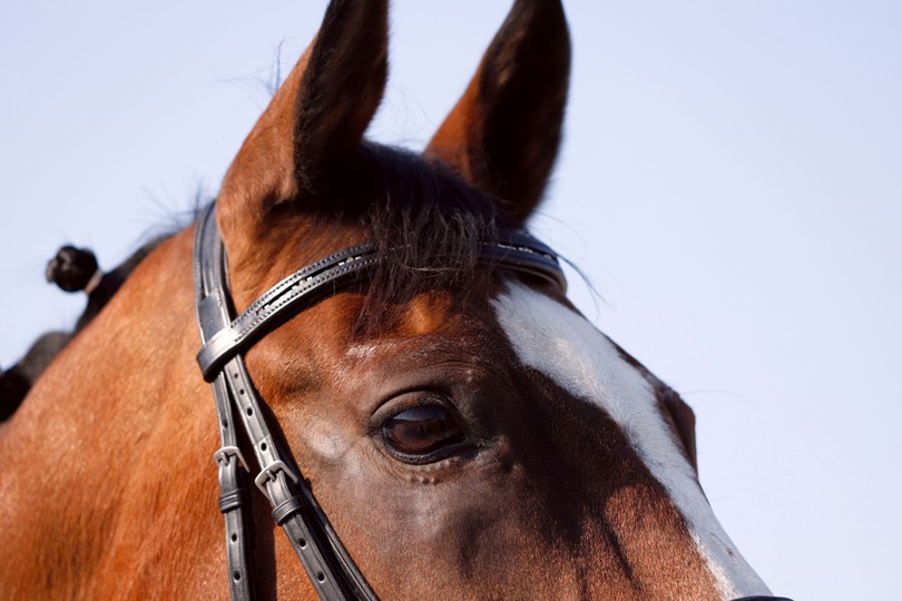 Ears of Bay Horse Wearing Bridle