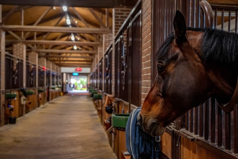 Horse in Large Brick Stables
