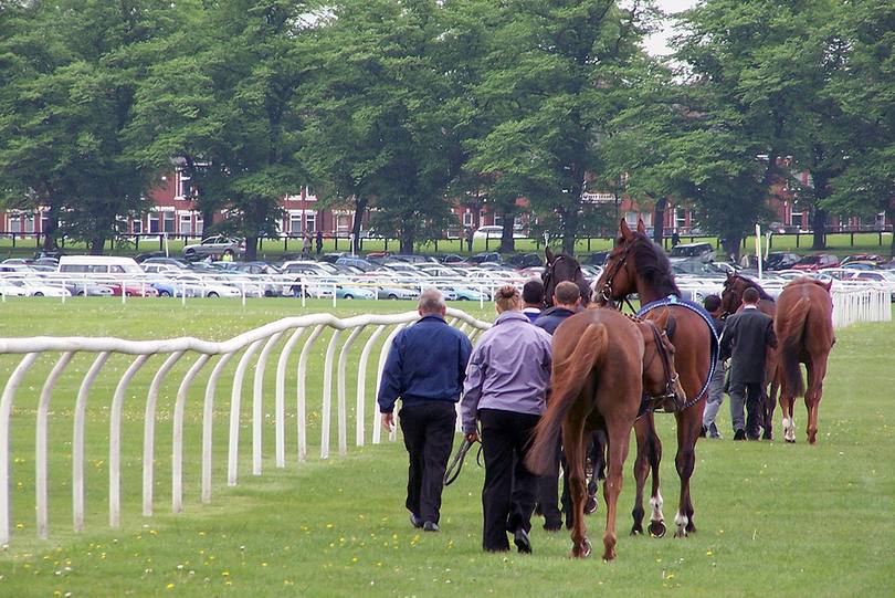 Horses at York