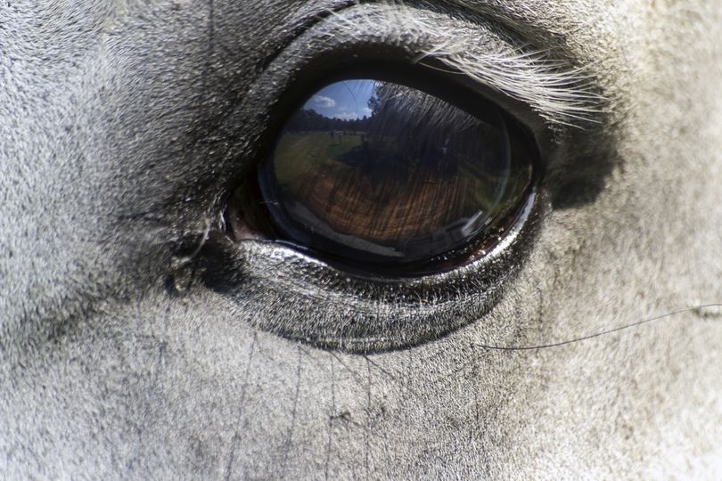 Eye of Grey Horse Reflecting Field