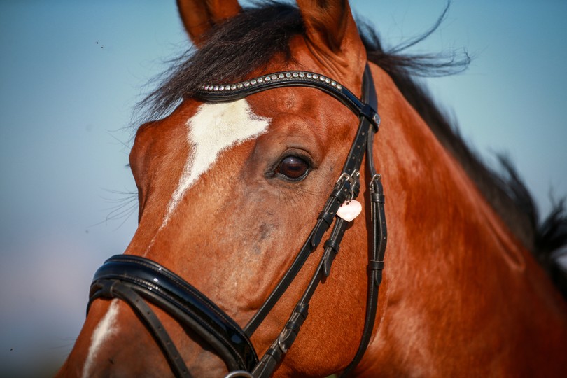 Face of Horse Wearing Bridle Against Blue Sky