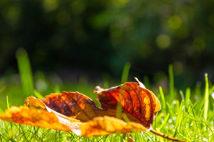 Autumn Leaf Close Up on Grass