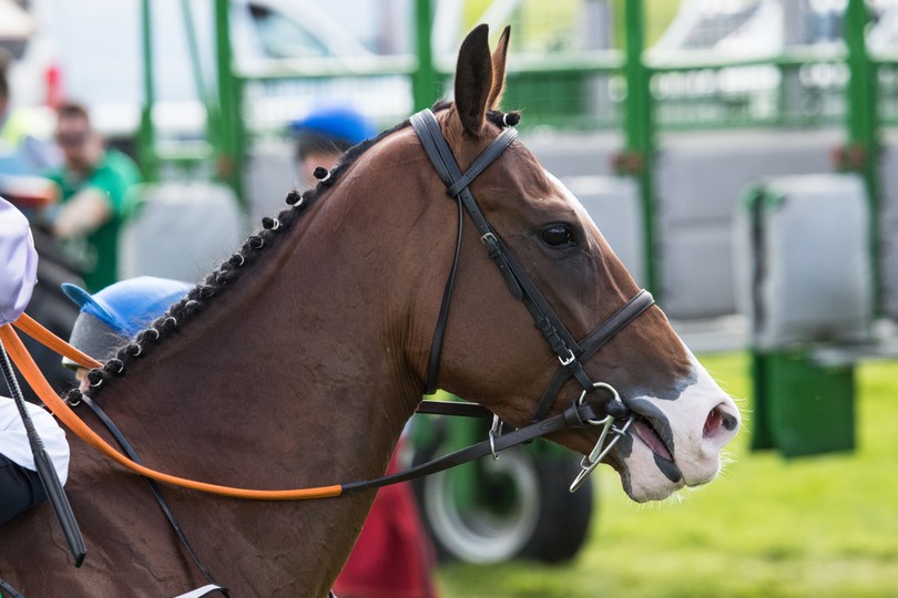 Profile of Horse Behind Start Gate